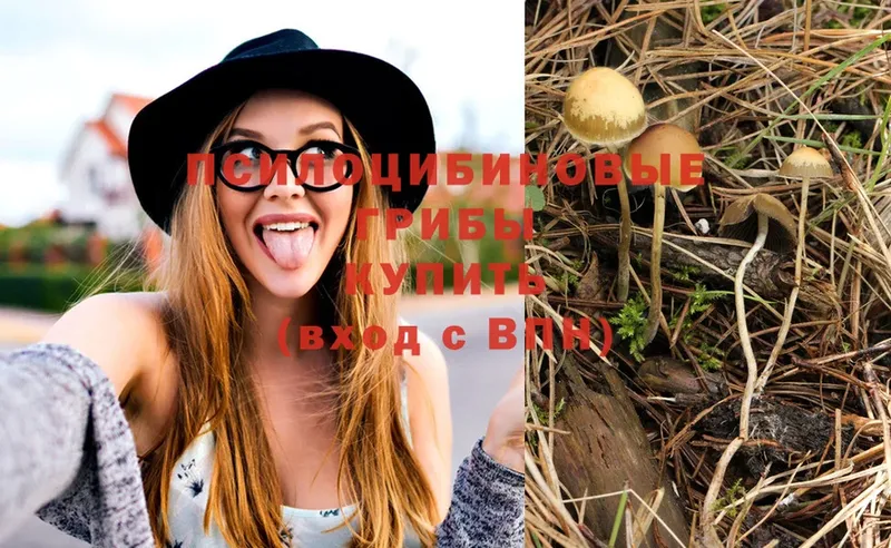 Псилоцибиновые грибы Psilocybe Сургут